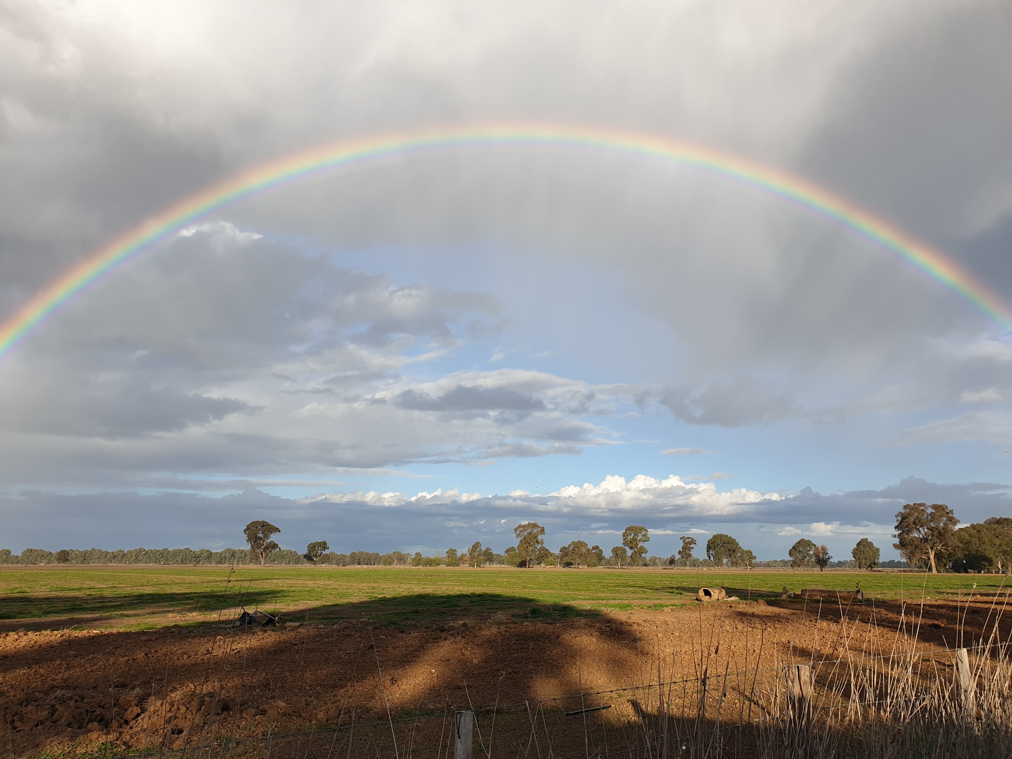 Dream – Critter in the woods